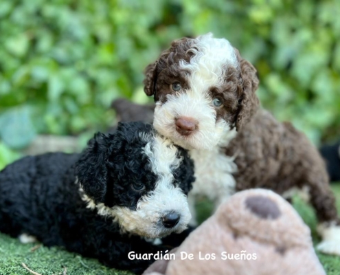 Criadora de Perro de Agua Español