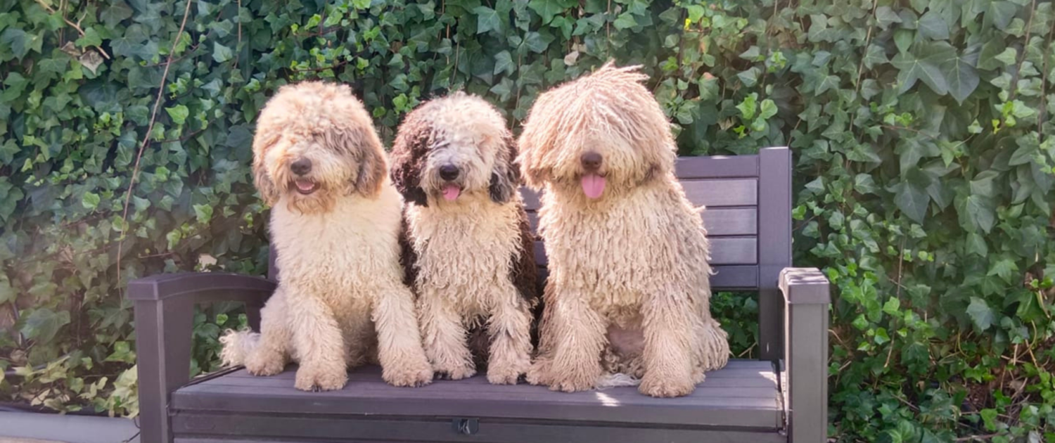 Cría de perros de agua